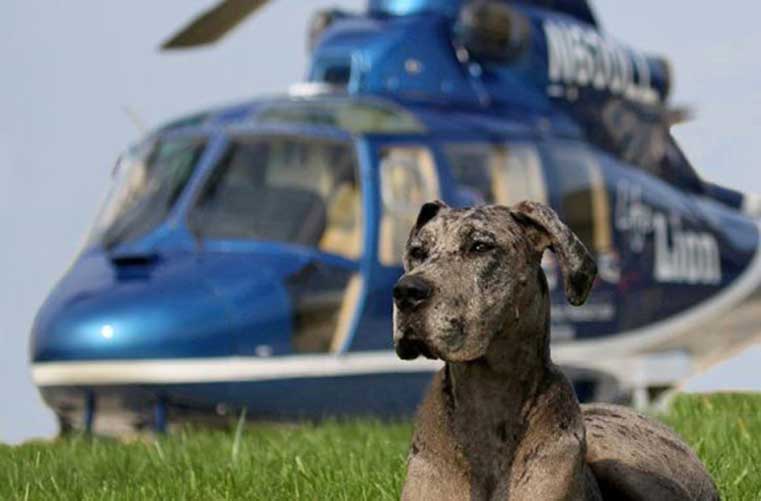 宠物治疗狗在直升机前面放置