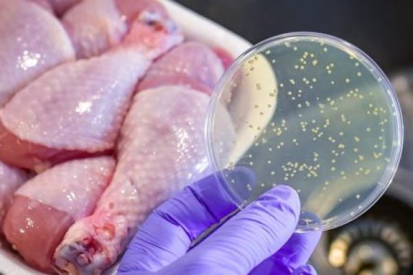 Bacterial culture plate with chicken meat at the background